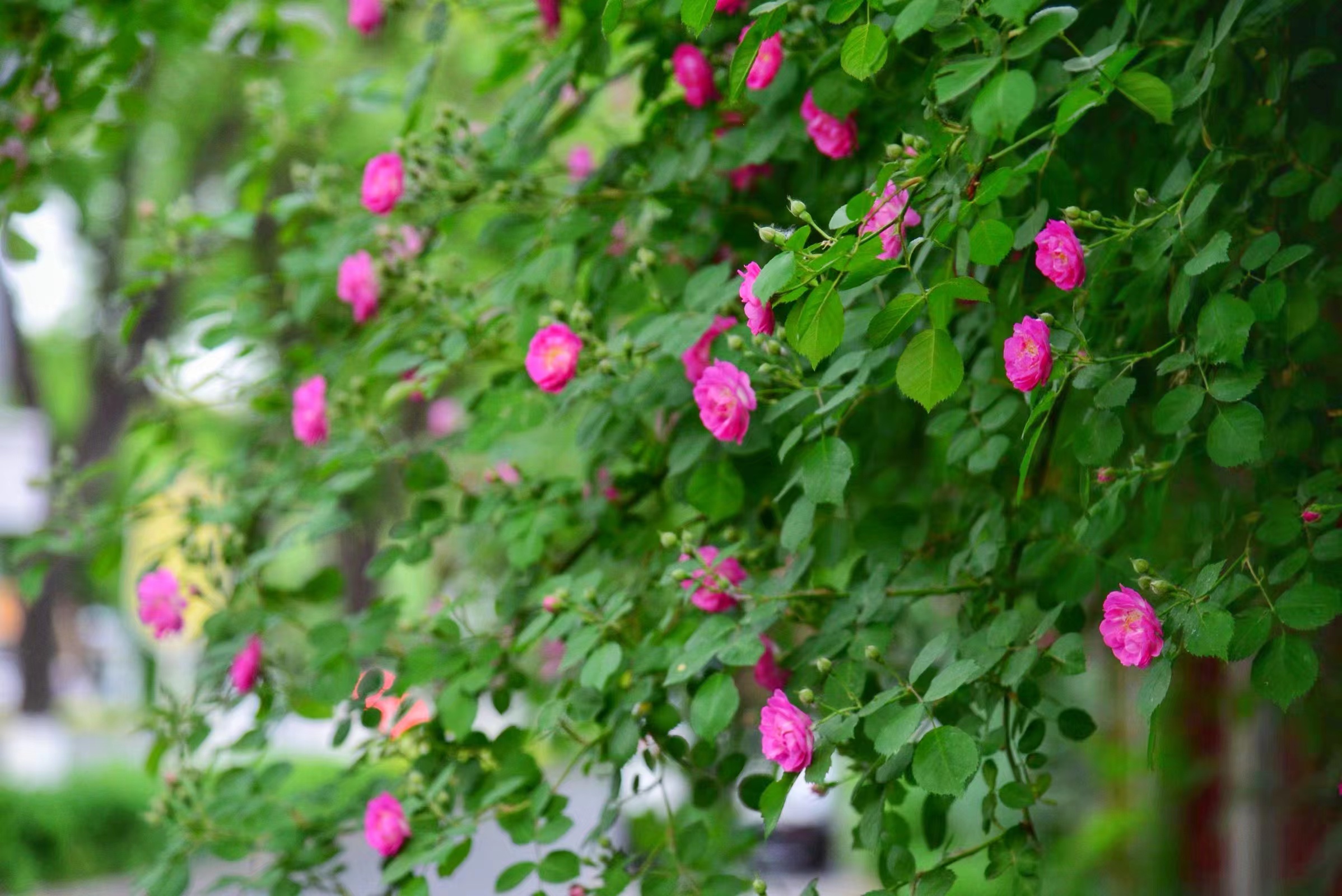 蔷薇花开处处香!