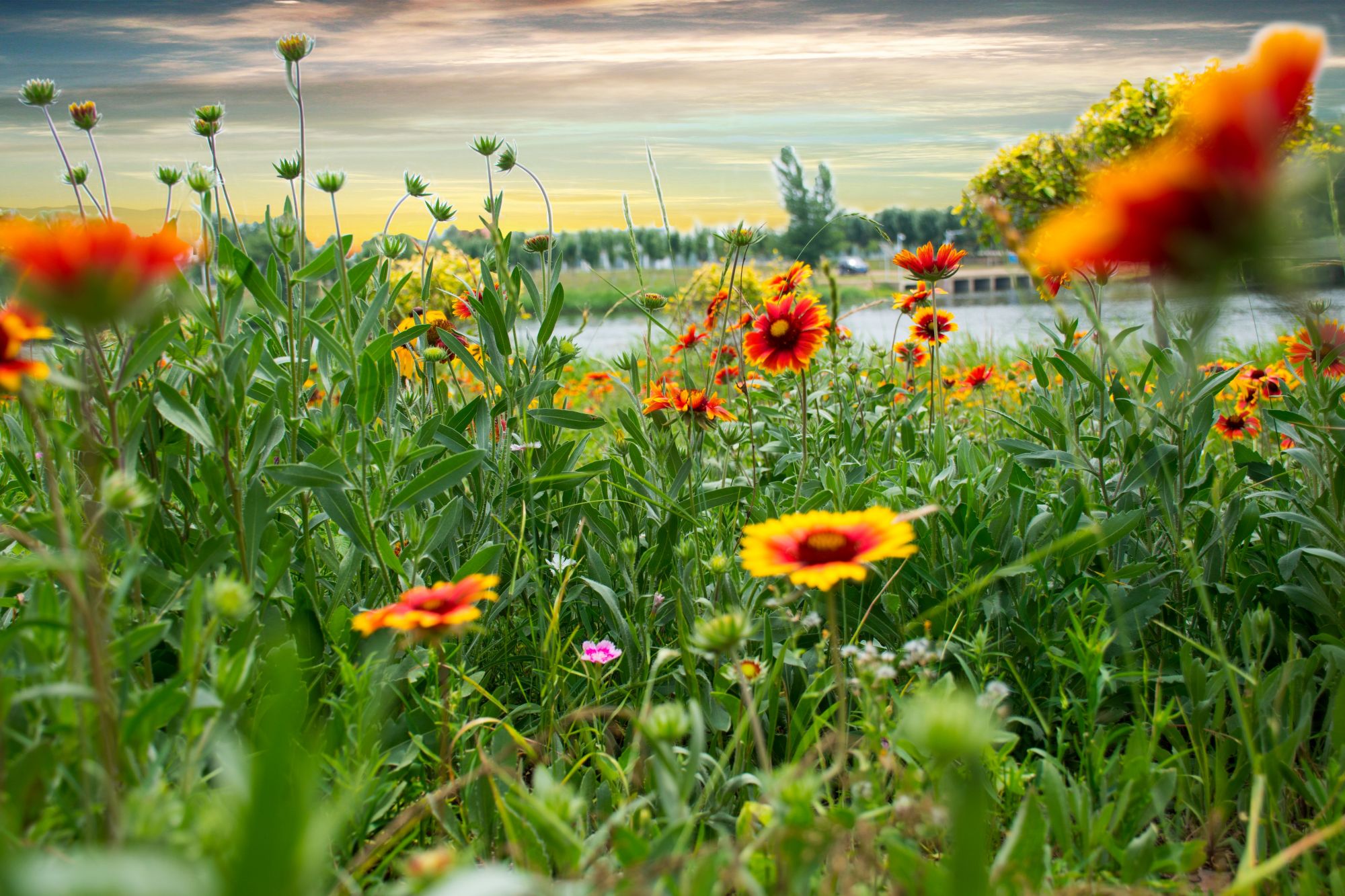 沈阳盛夏季节的风景