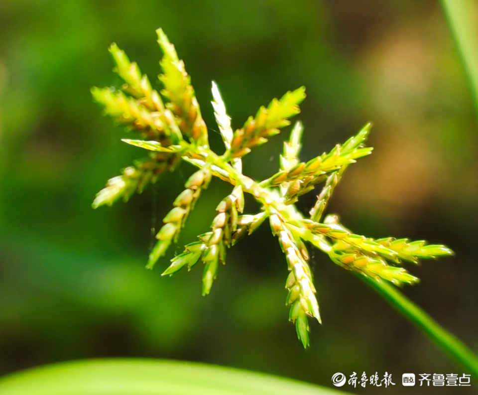 香附子花开,带着特有的香味