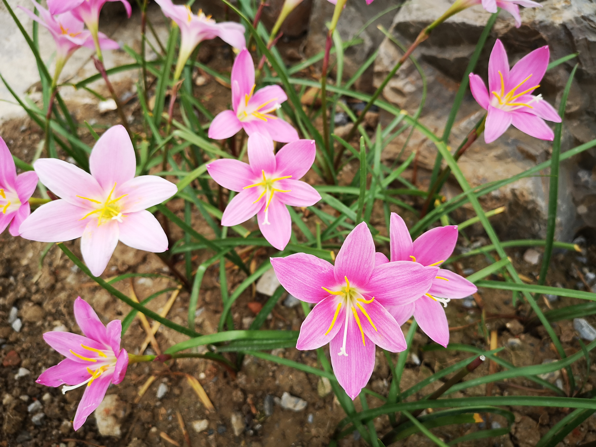 风雨后的韭兰花,美丽娇艳