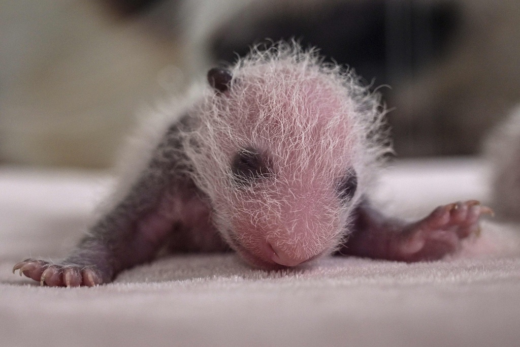萌翻了!大熊猫双胞胎幼崽在育幼箱里睡得香