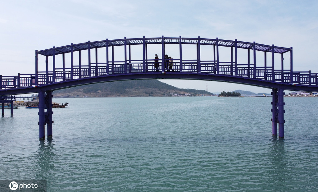 到处是梦幻紫色 韩国"紫色岛"吸引游客打卡