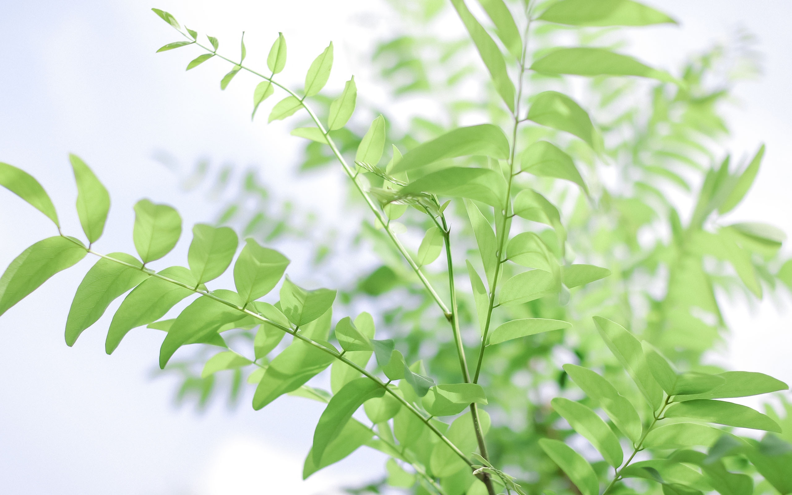 夏天清新植物壁纸图片