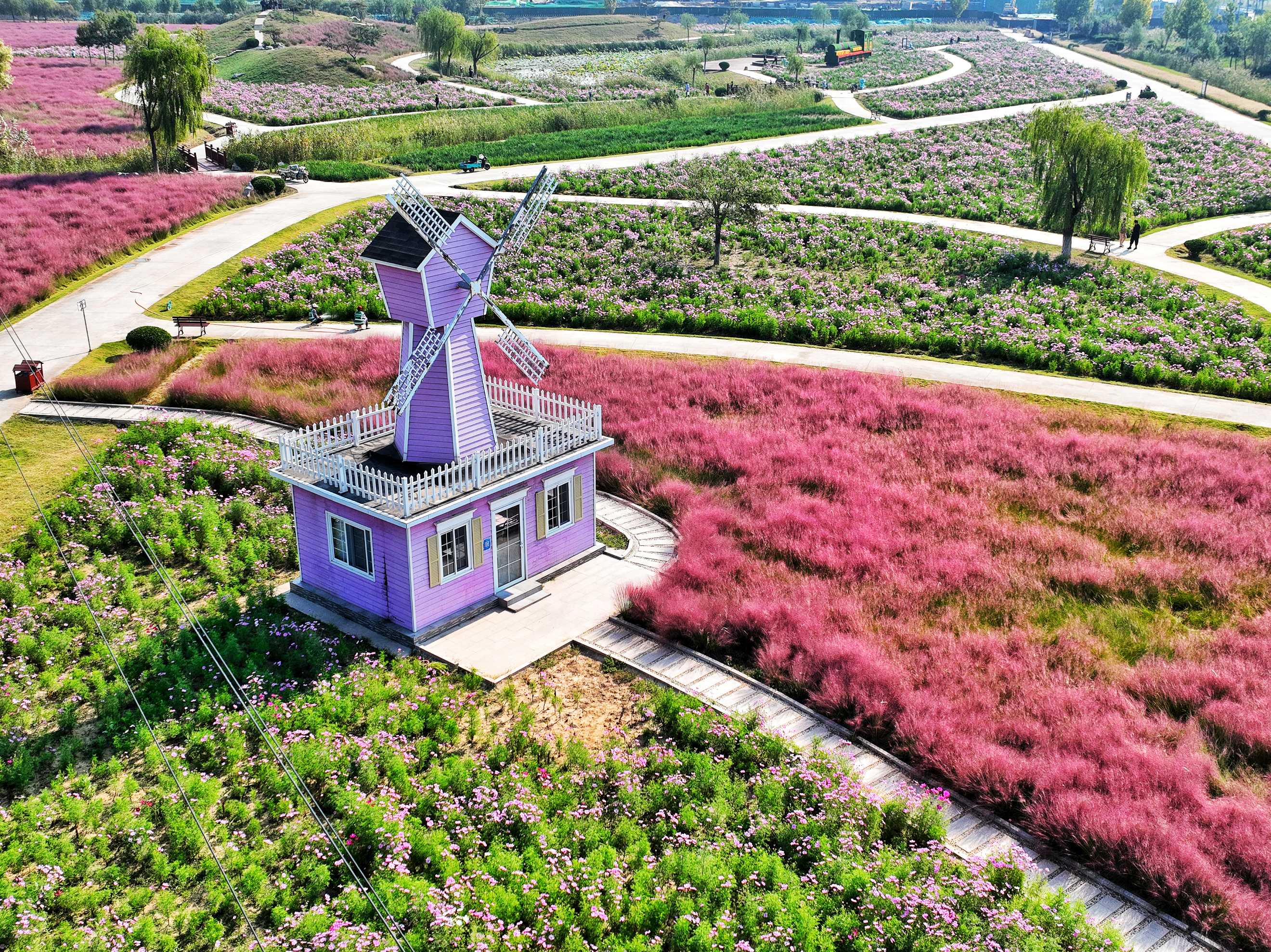好景山东|航拍济南商河郊野公园,浪漫花海美如仙境,快来邂逅!