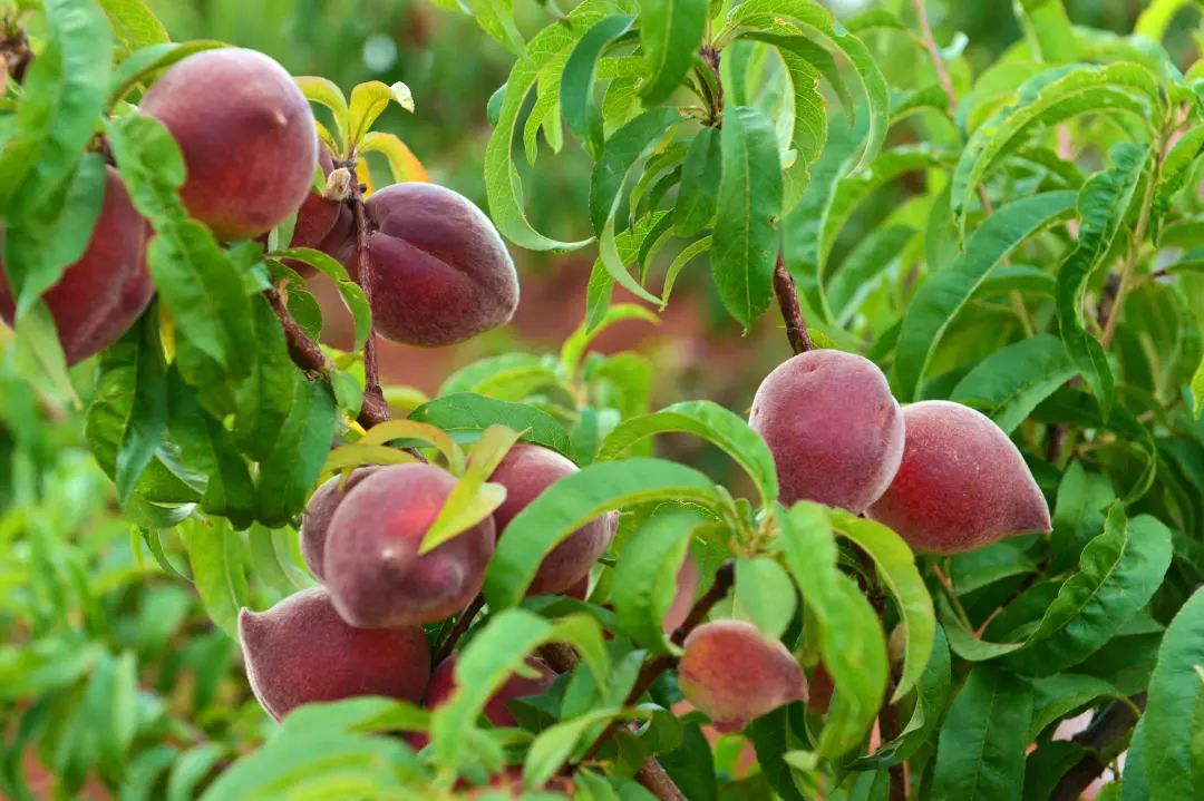 5斤28.8包邮 好吃好看的黑美人桃子,换取你对云南贫困乡的支持!