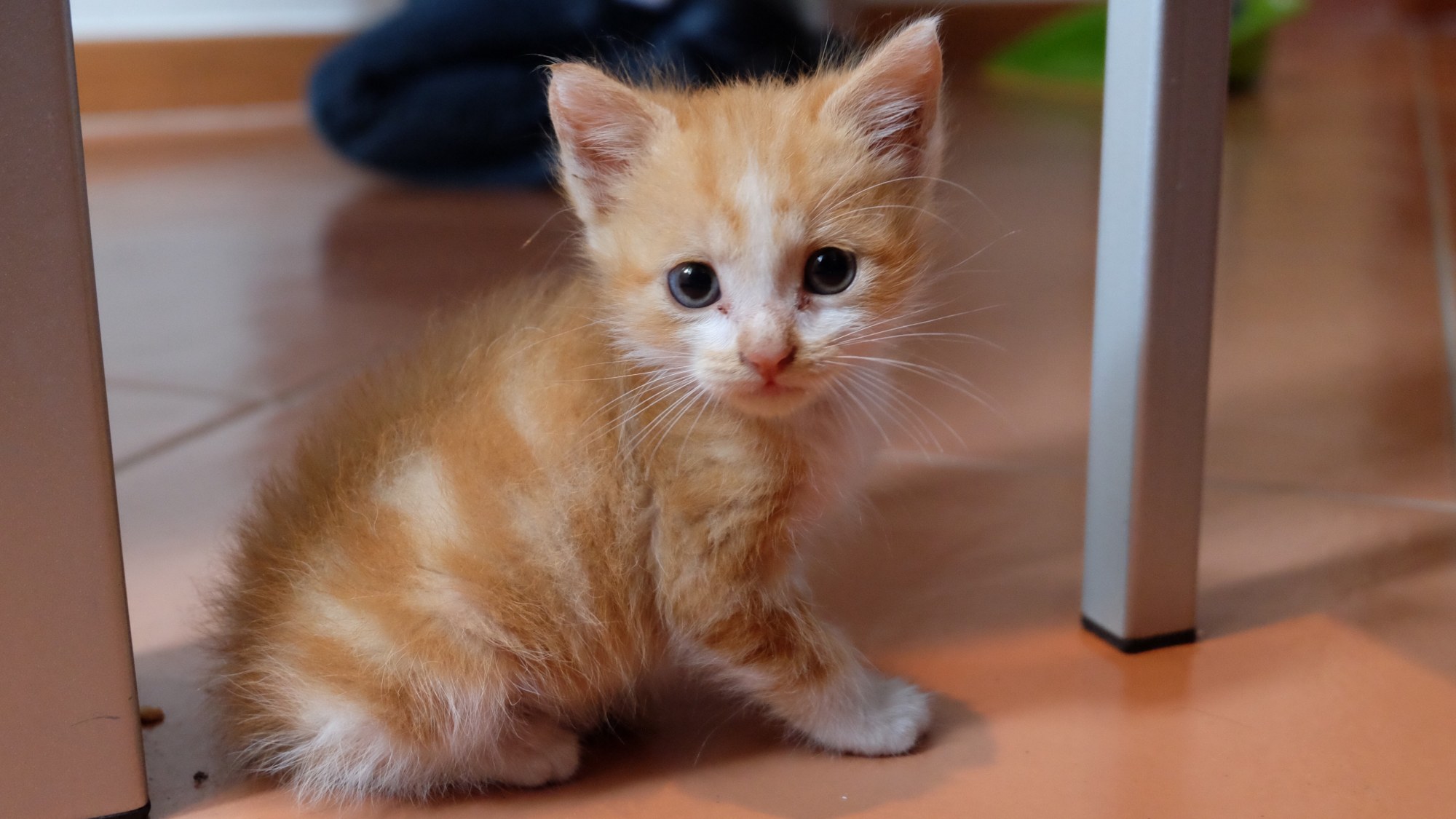 图集:分享一组可爱的小奶猫壁纸,赶紧收藏吧!