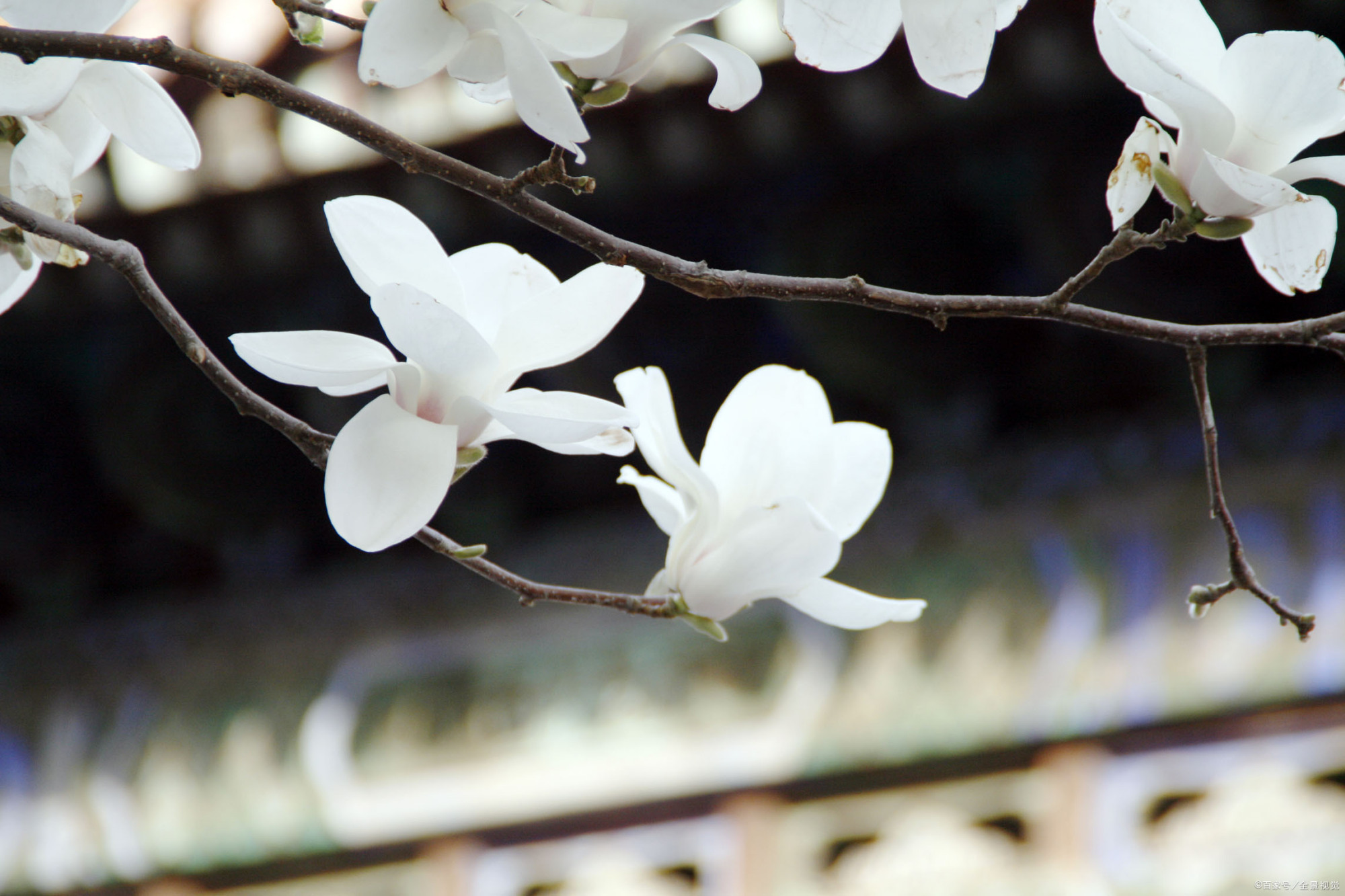 辛夷花白柳梢黄.——唐代:白居易(图:白玉兰即辛夷花)