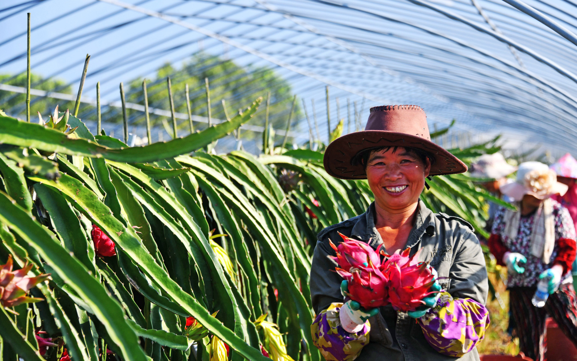 浙江仙居:火龙果丰收 农户喜采摘