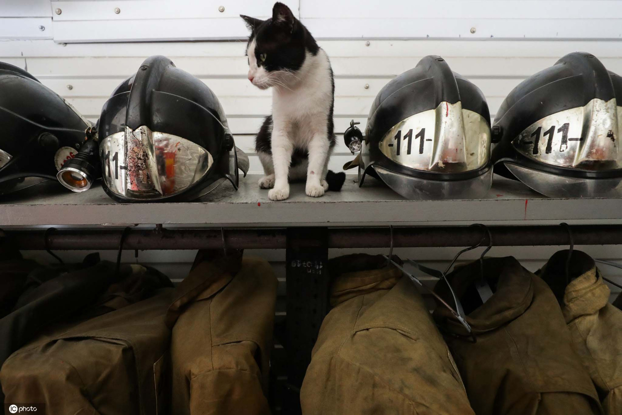 俄罗斯猫咪火灾中获救安家消防站成团宠