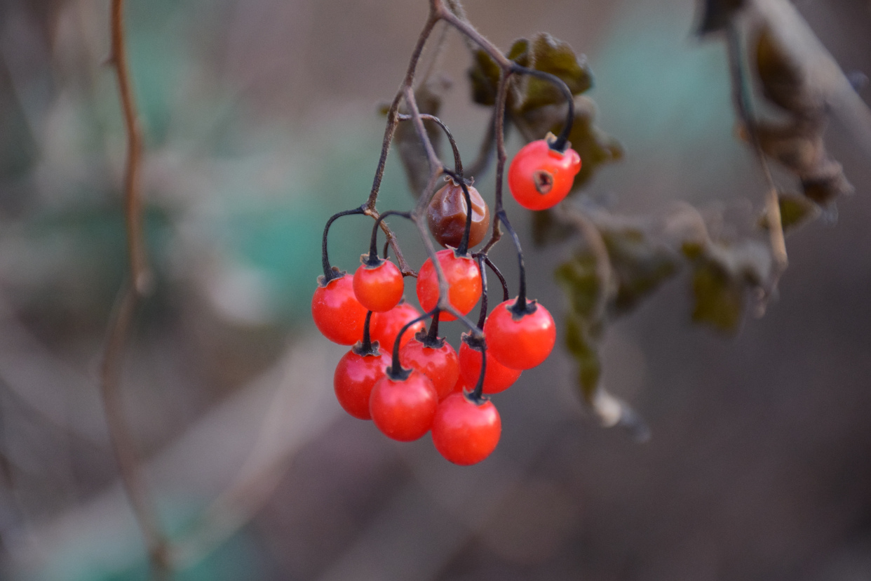 野地里的小红果惊艳了这个冬天