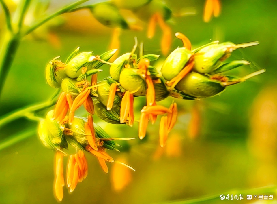 瞧,这比米粒还小的高粱花
