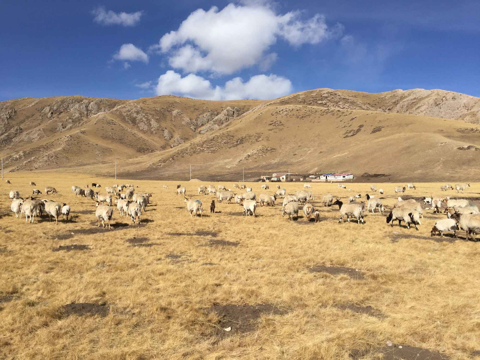 冬天甘南大草原上的羊群们