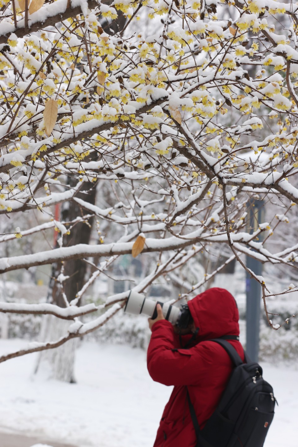 图集|美!临沂人民公园内腊梅迎雪绽放,民众踏雪寻梅