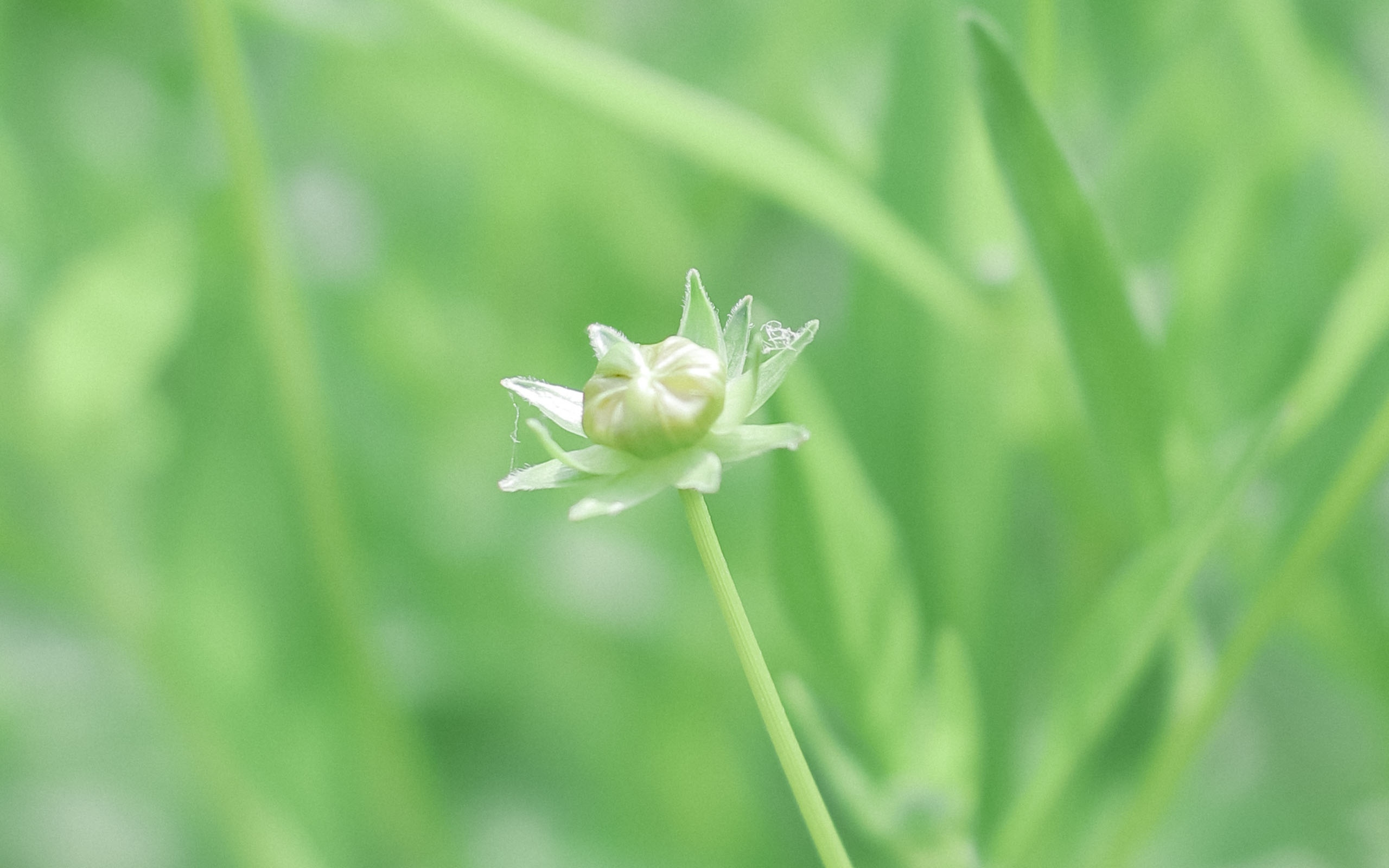 夏日清新护眼图片