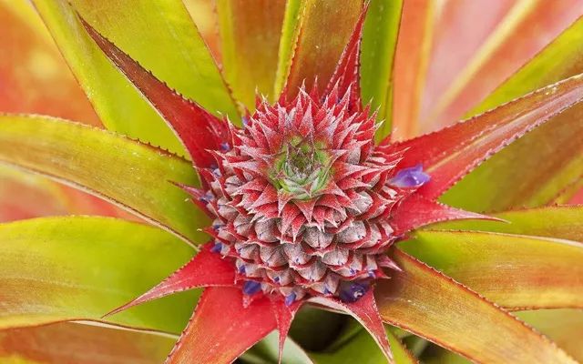 这些水果花你见过吗,红毛丹花毛茸茸,香蕉花开红艳艳