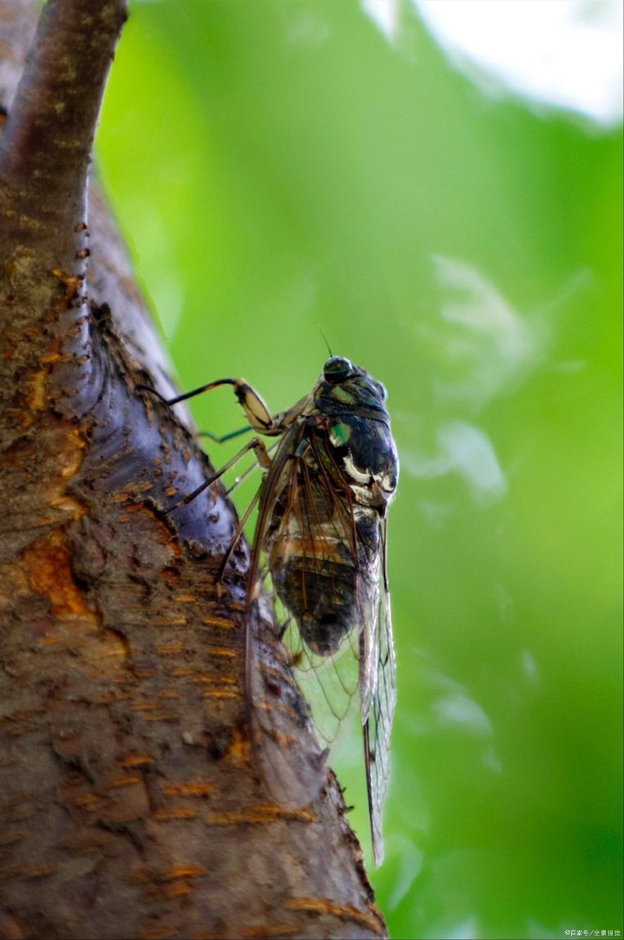 高树鸣蝉"居高声自远,非是藉秋风"