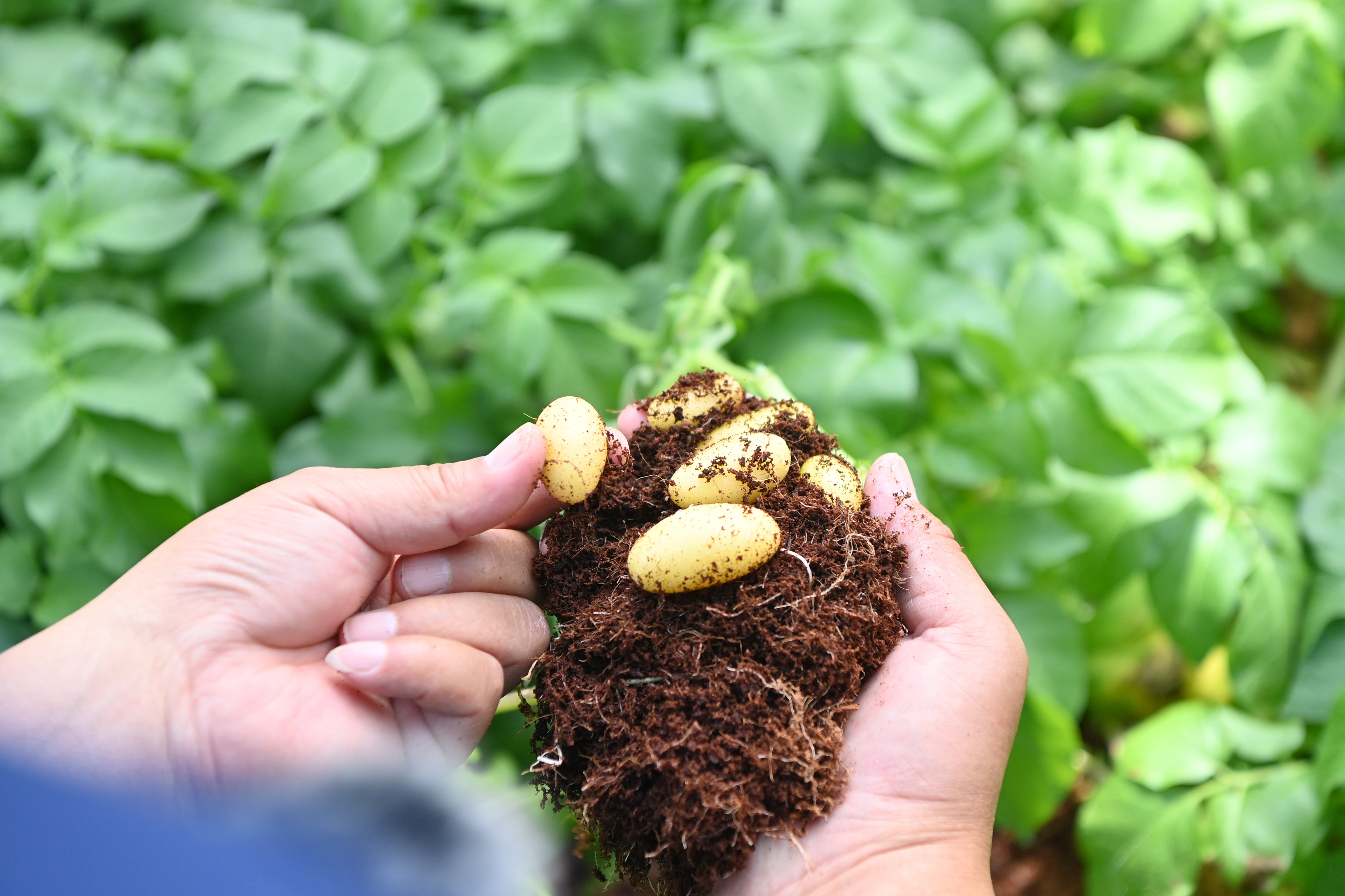 甘肃定西马铃薯种薯培育生产忙