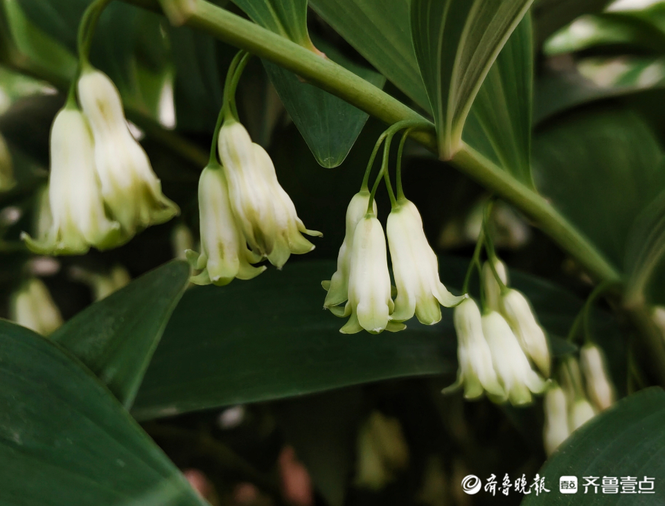 形如鞭炮的玉竹花开了