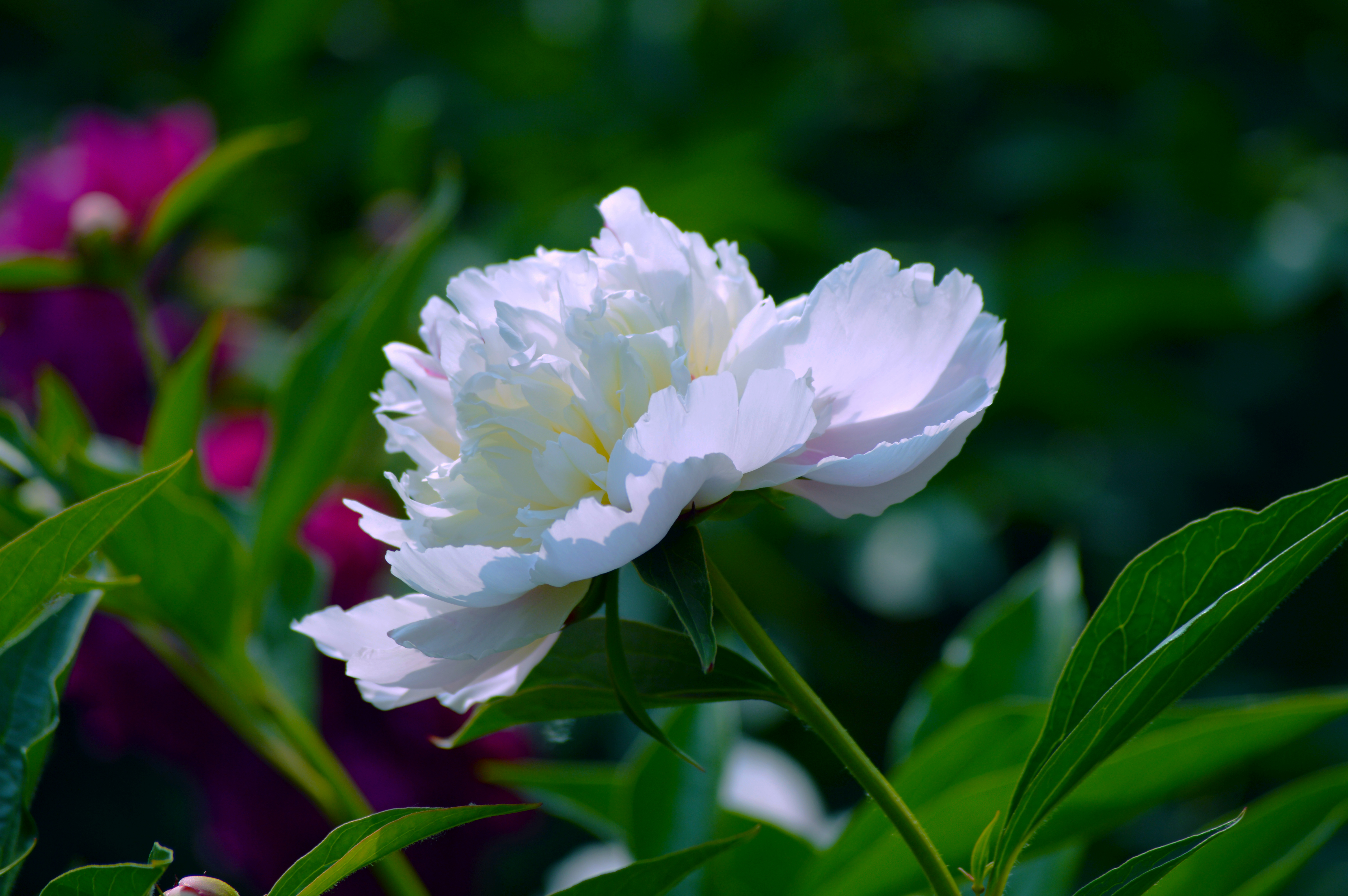 白色芍药花,请君鉴赏