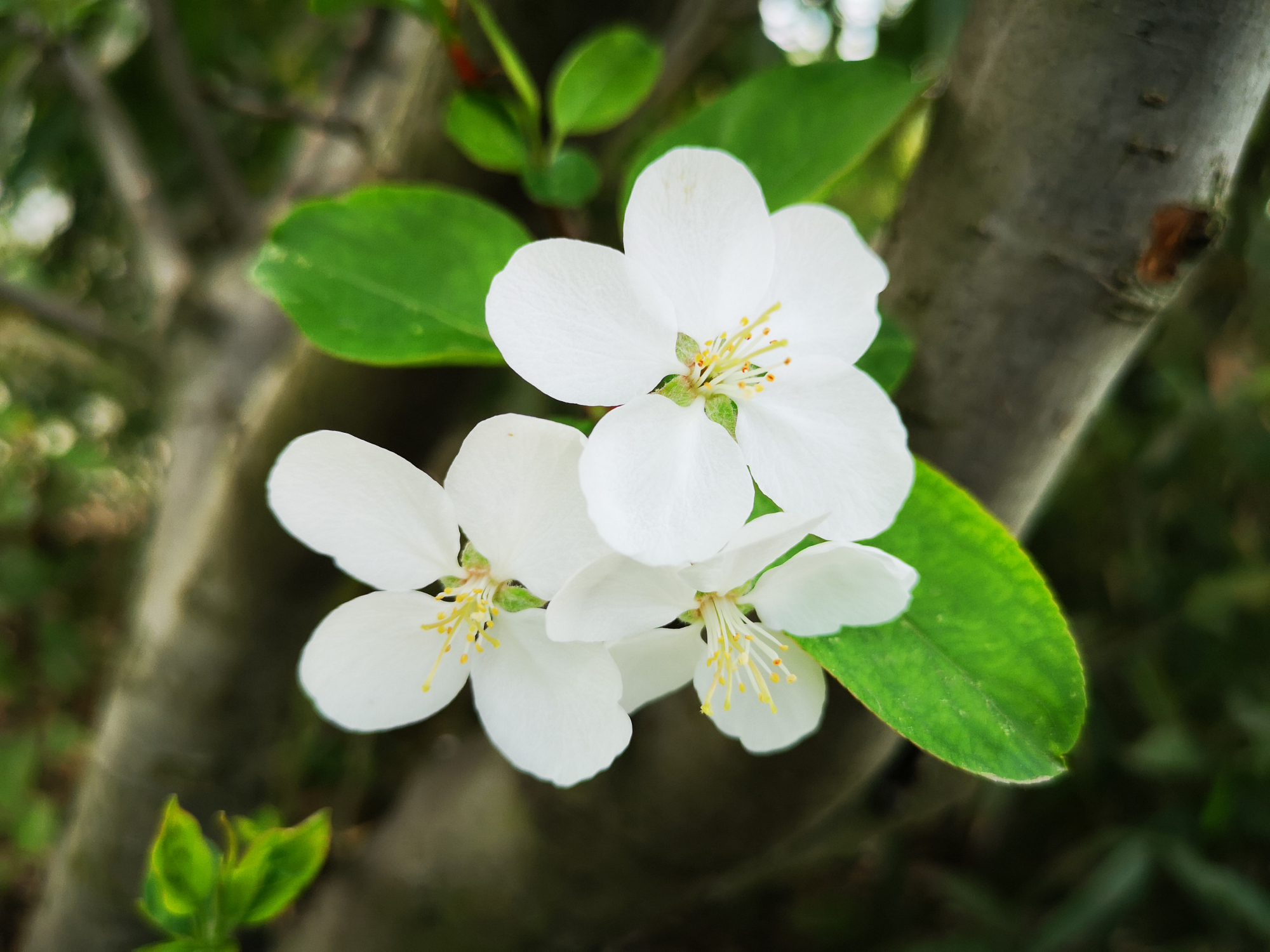 白海棠:淡极始知花更艳