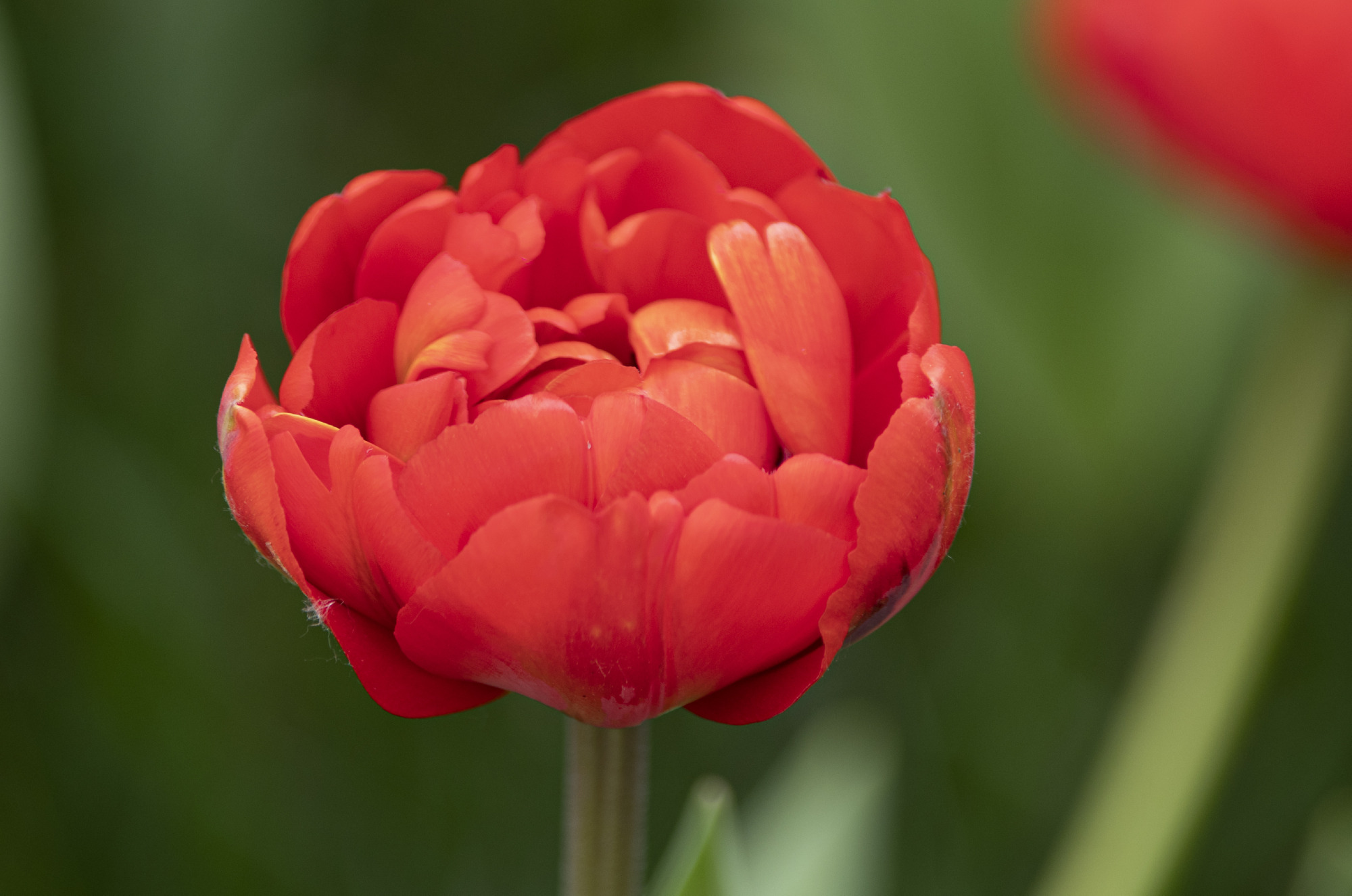 郁金花五彩缤纷,形态各异,十分美丽