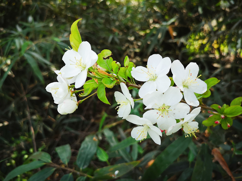 一樹盛開的白海棠花,純美清雅