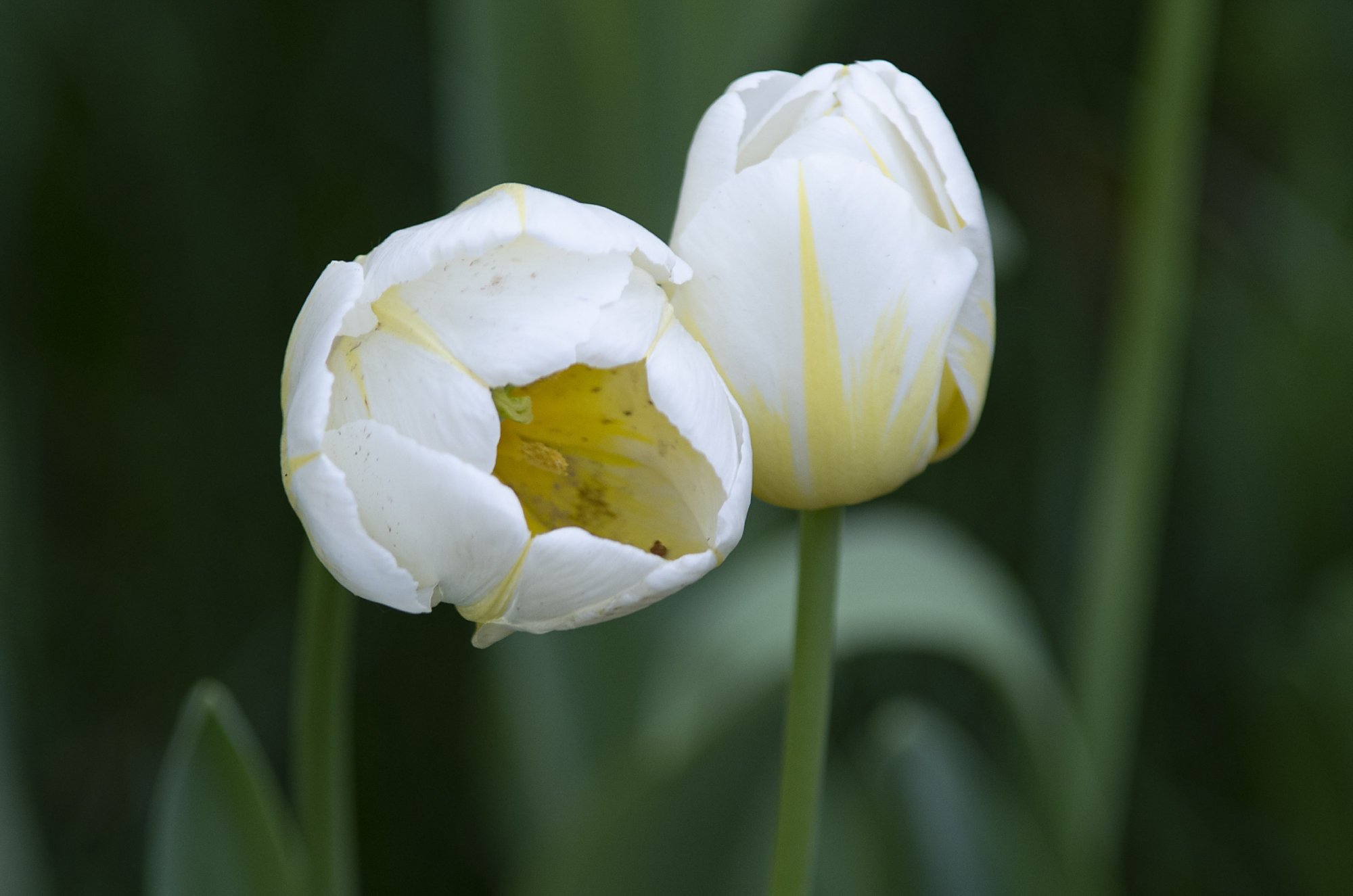 素静雅致郁金香,娇美清香,妖媚分姿