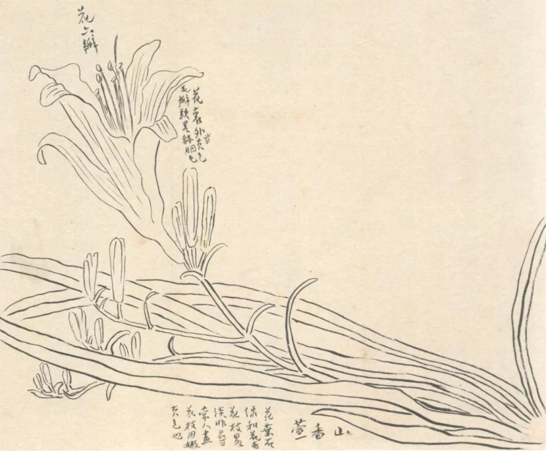 琢璞成玉|齐白石先生的画稿