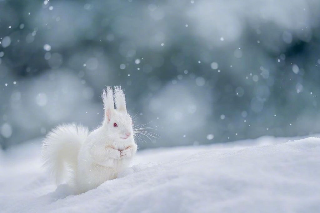 雪地精灵 白松鼠