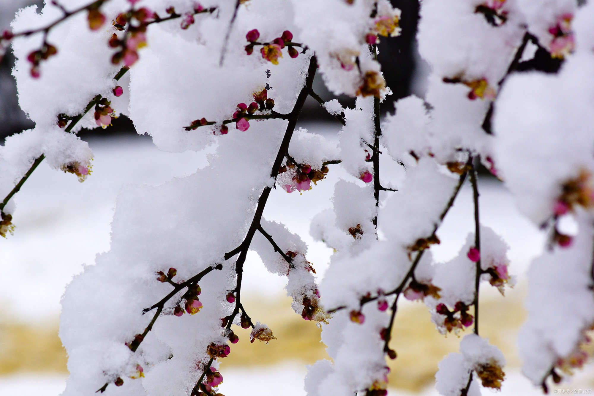 朔风如解意,容易莫摧残.——唐代:崔道融《梅花》