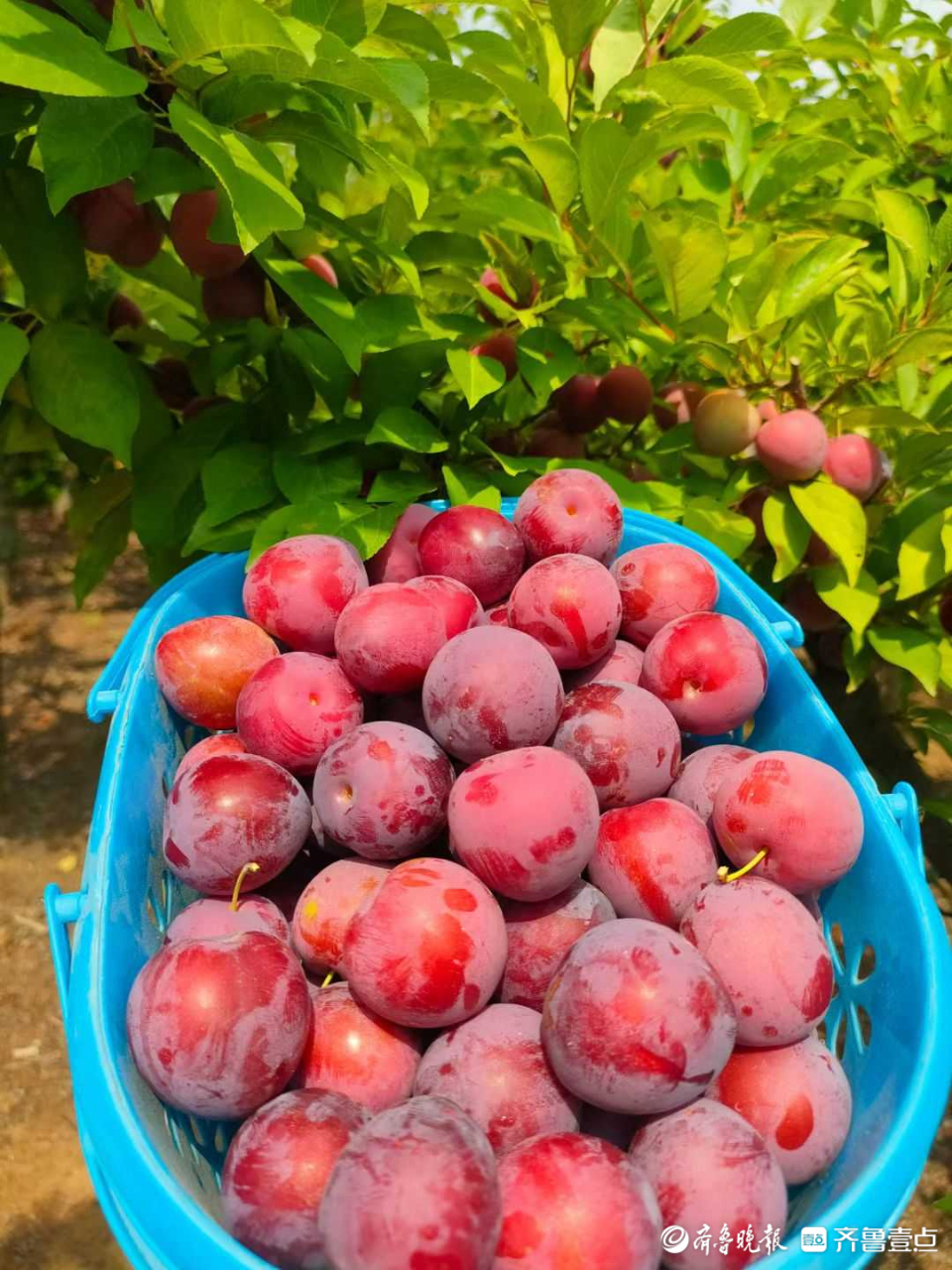 好景山东|清香甘甜真好吃!日照五莲红梅李成熟啦,让人垂涎欲滴