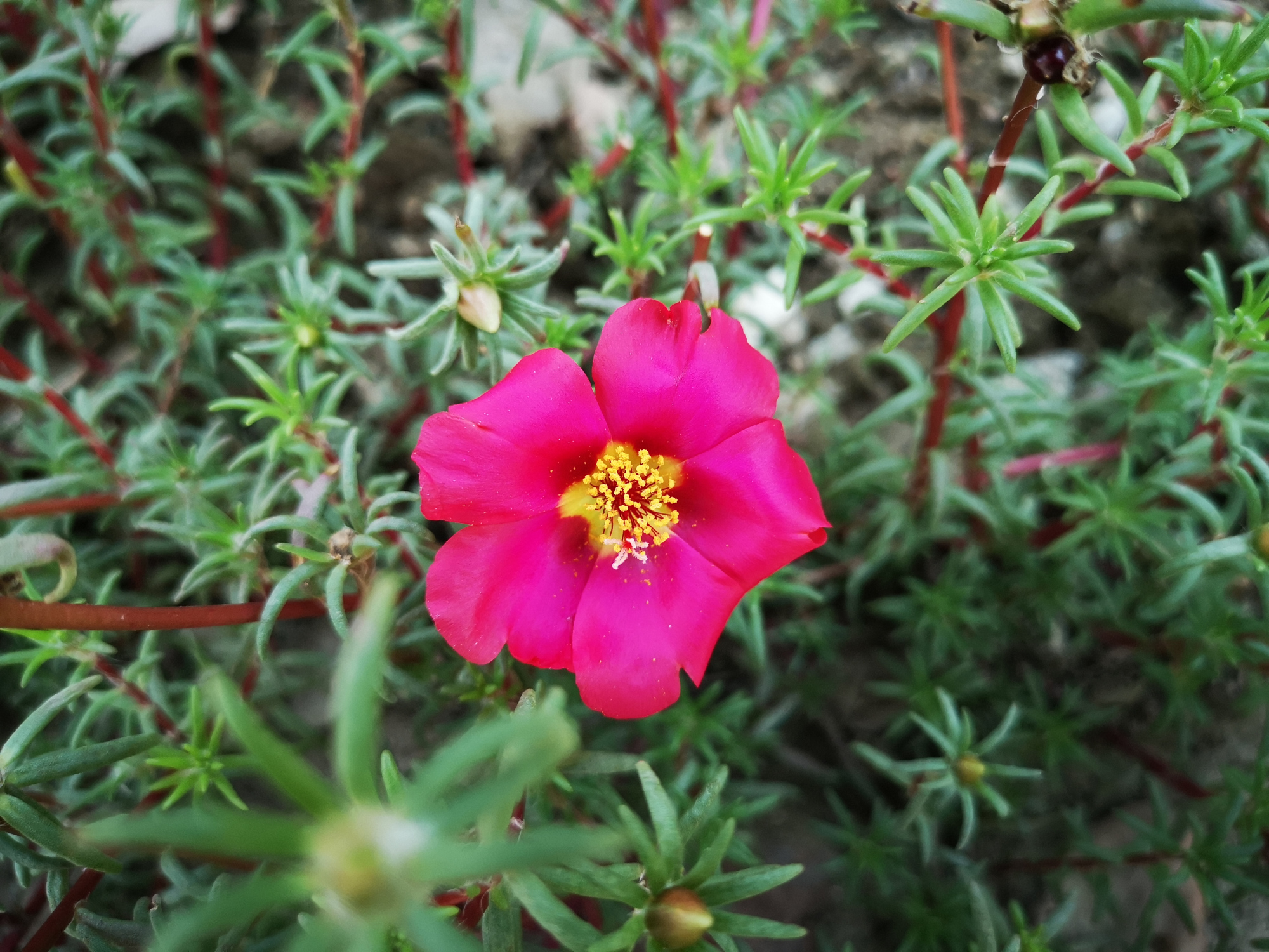 绚丽的午时花,绽放在阳光下