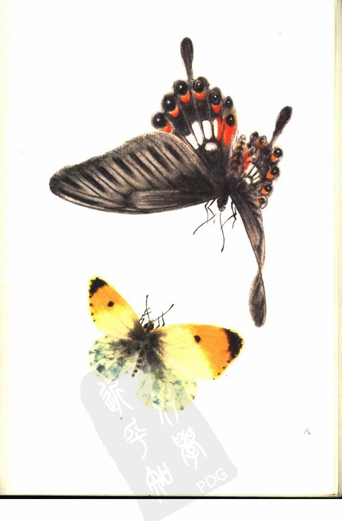 画家笔下的蝴蝶,栩栩如生「中远博学书画教育」