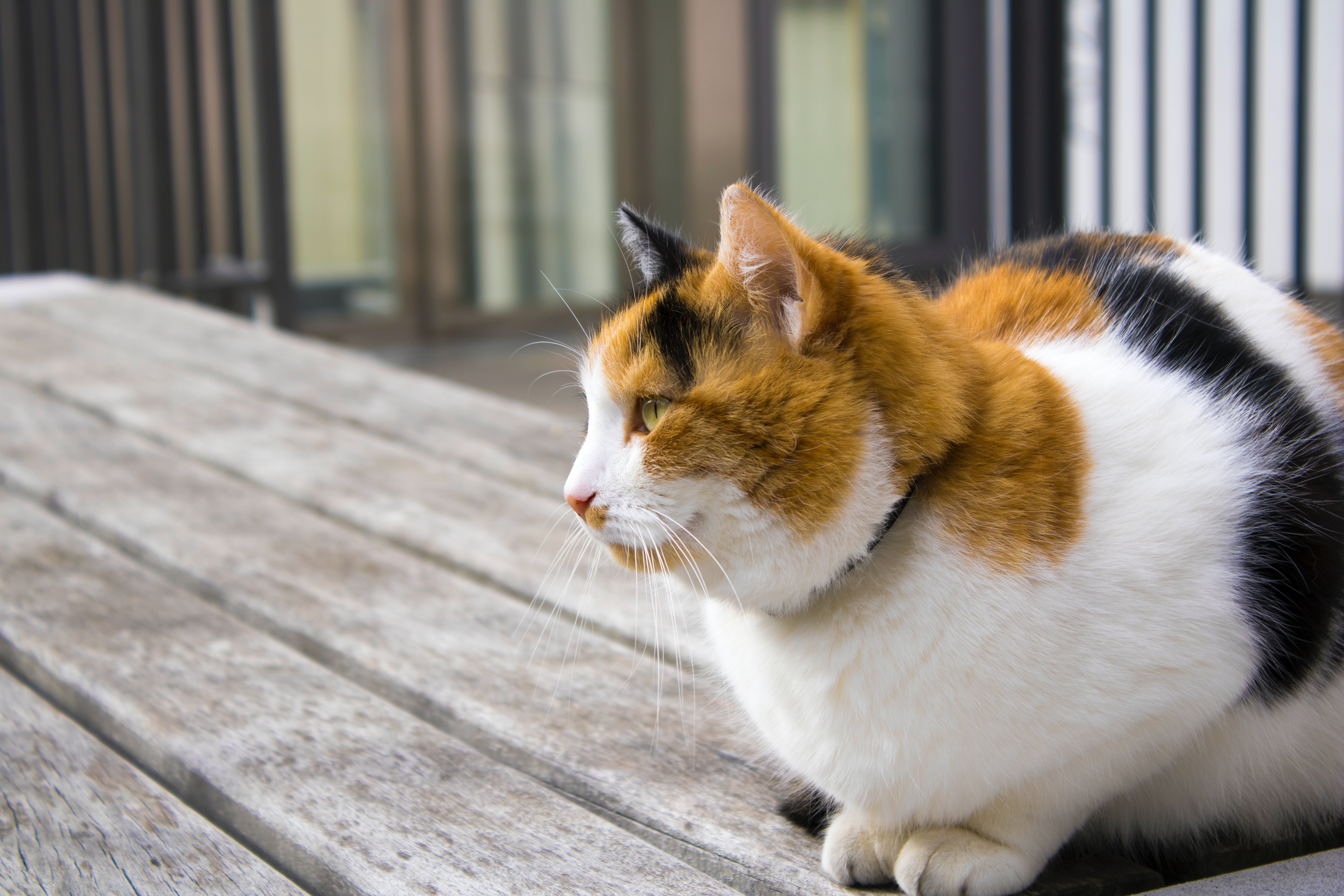 享受午后阳光慵懒的猫图片