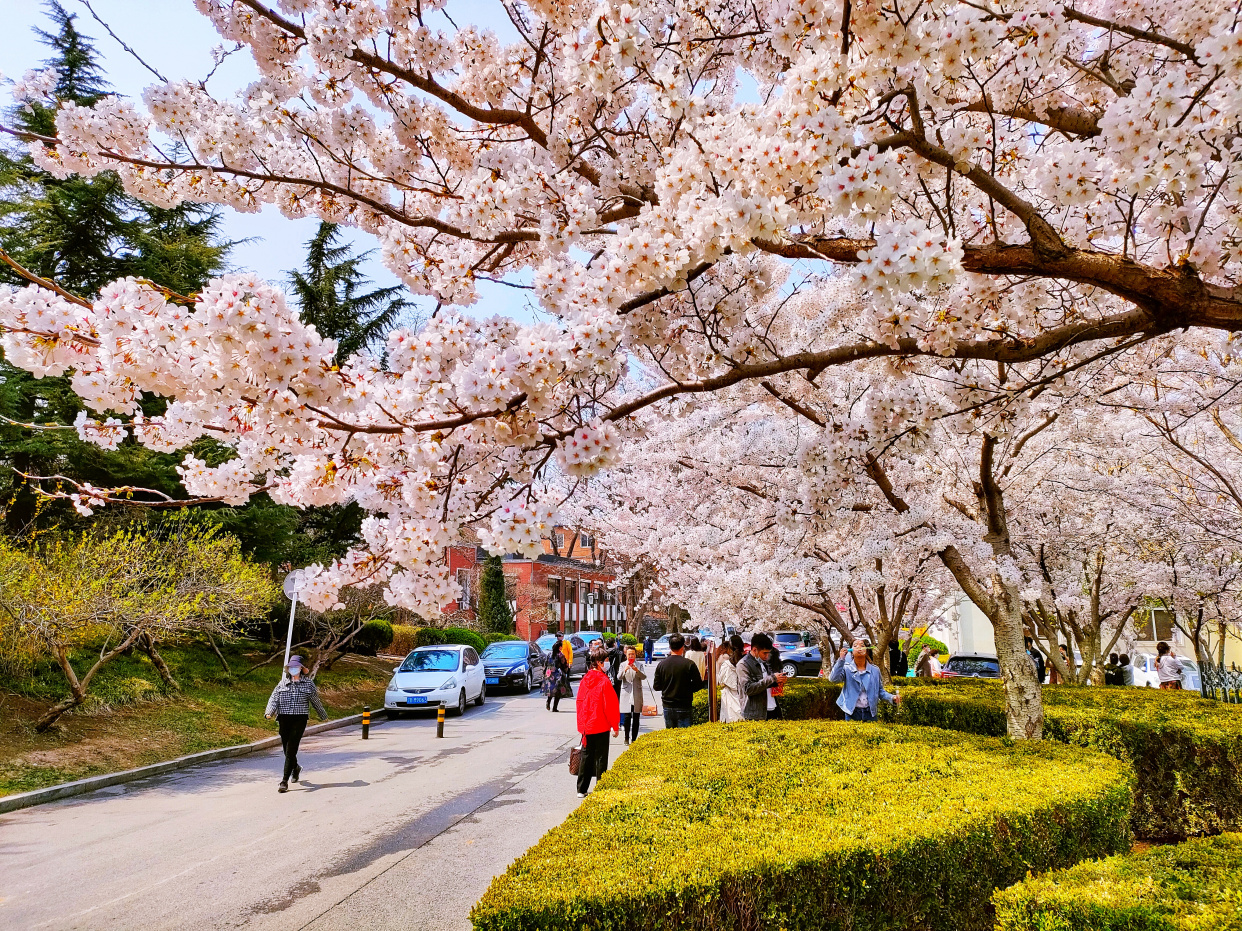 一整条街都是樱花,大连劳动公园太美了