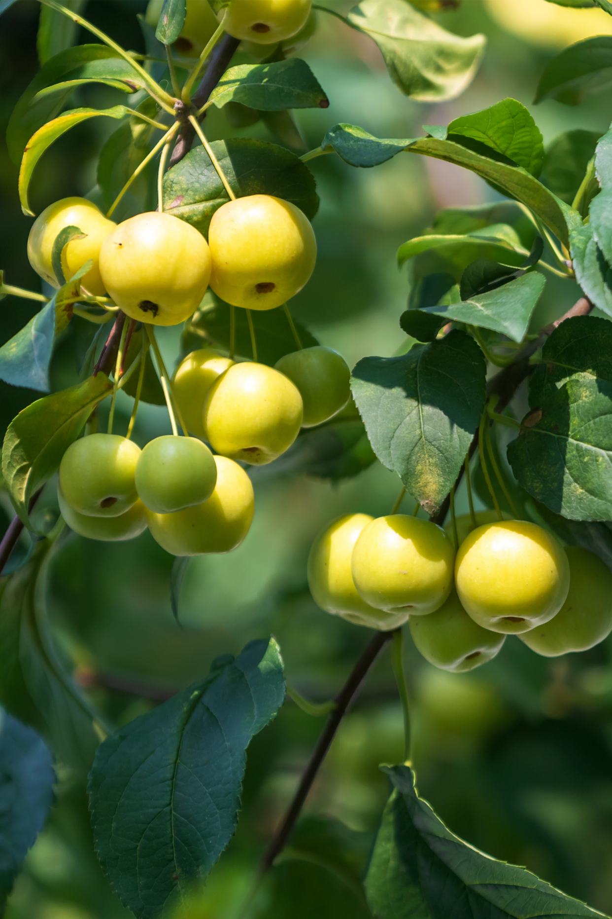 济南这个千亩核桃园成了新景点
