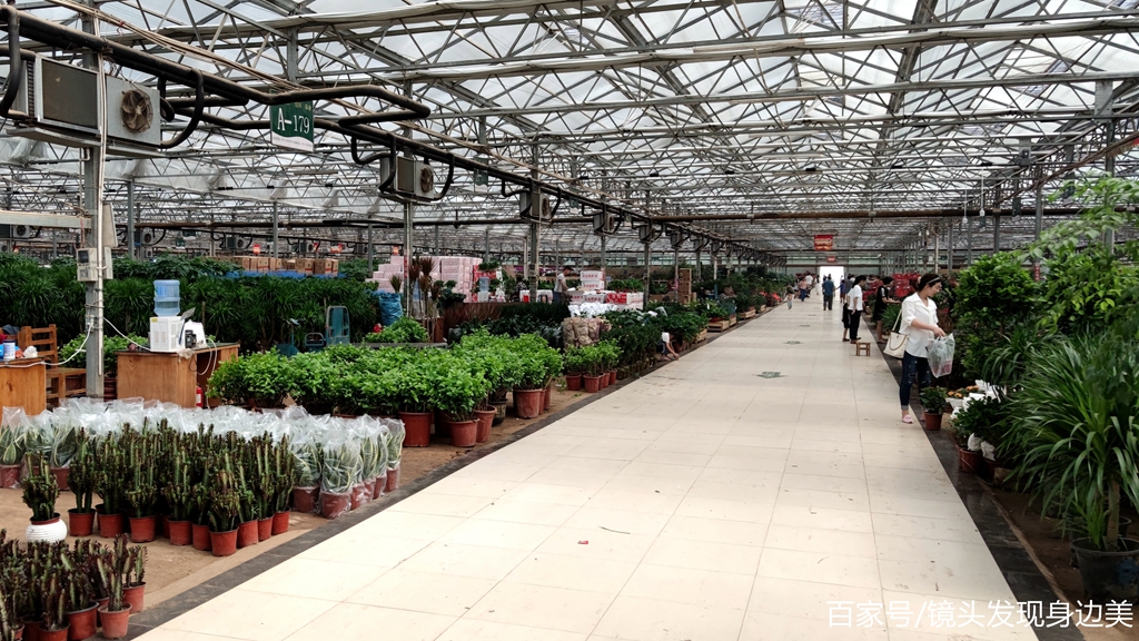 郑州陈砦双桥花卉市场图片