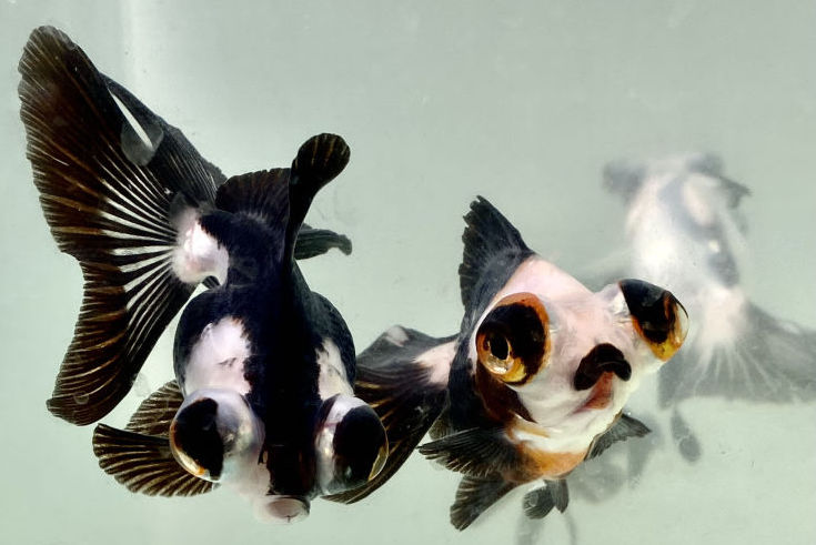 观赏鱼备受瞩目,熊猫金鱼成新宠!