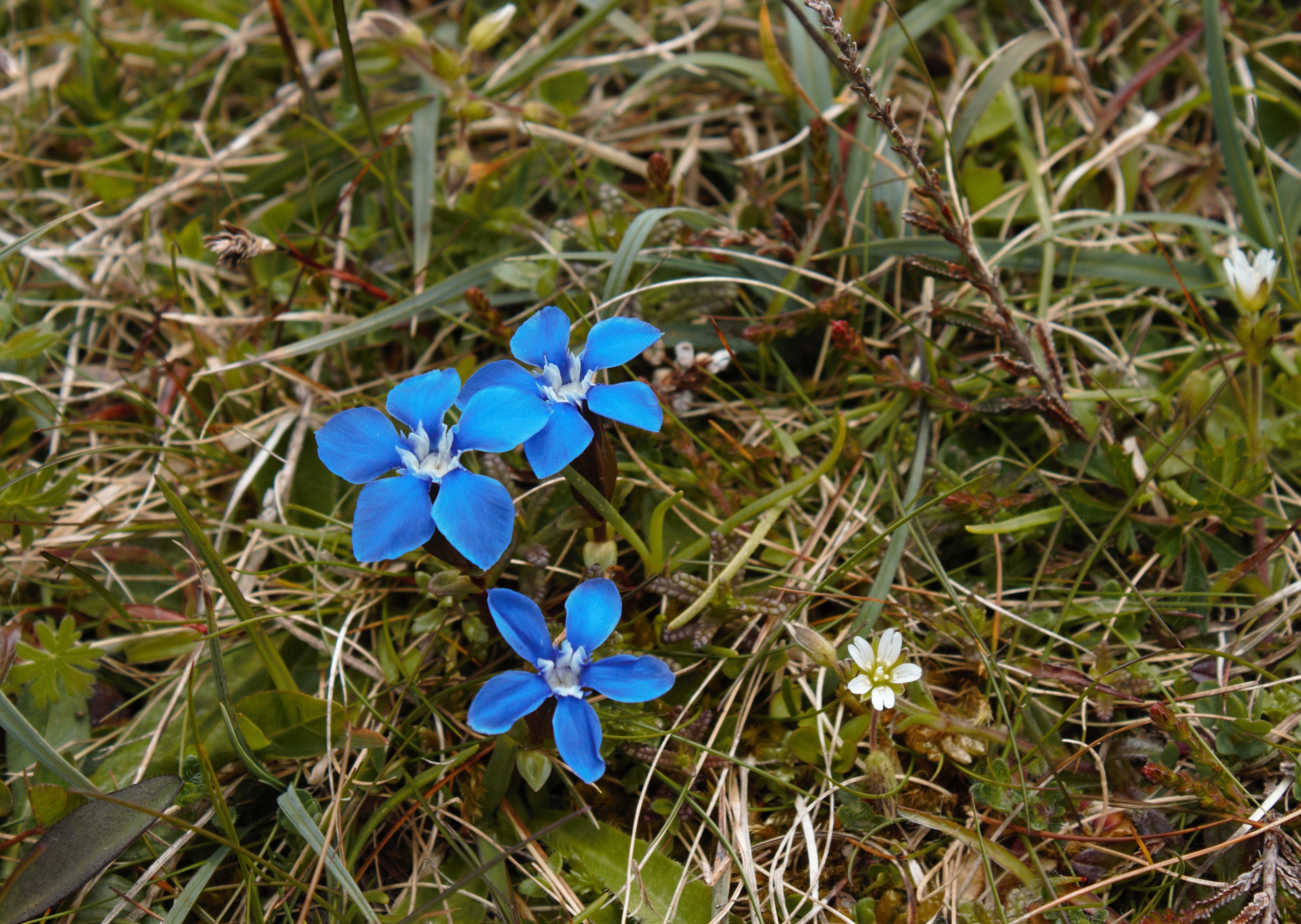 爱尔兰蓝色小野花——春龙胆 spring gentian
