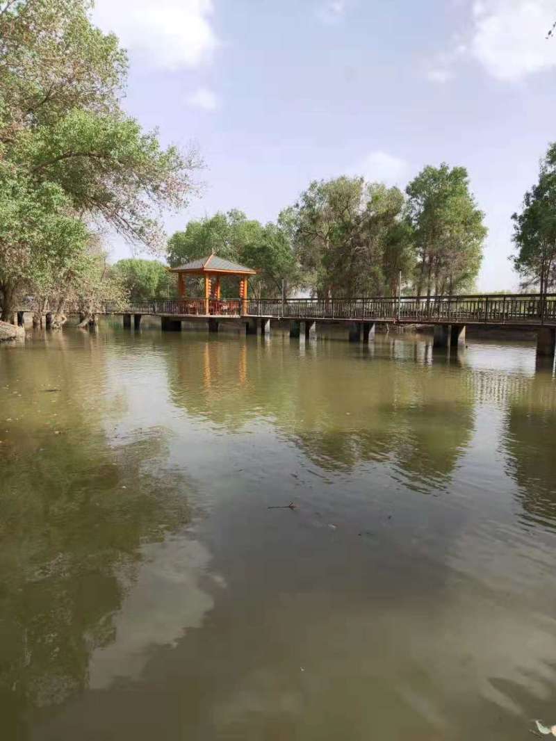新疆沙雅县月亮湾景色(实拍)