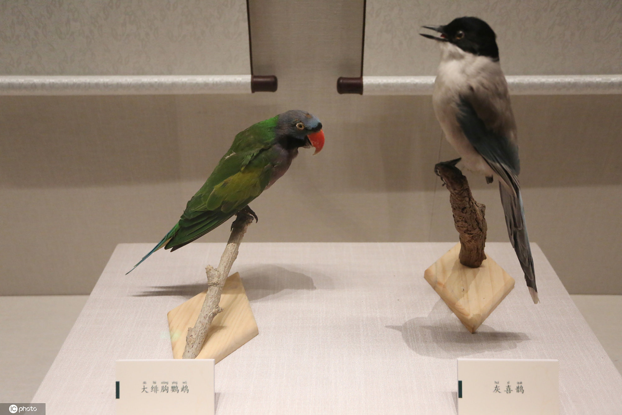 "飞羽之美"鸟类科学艺术展开展129件鸟类标本展出