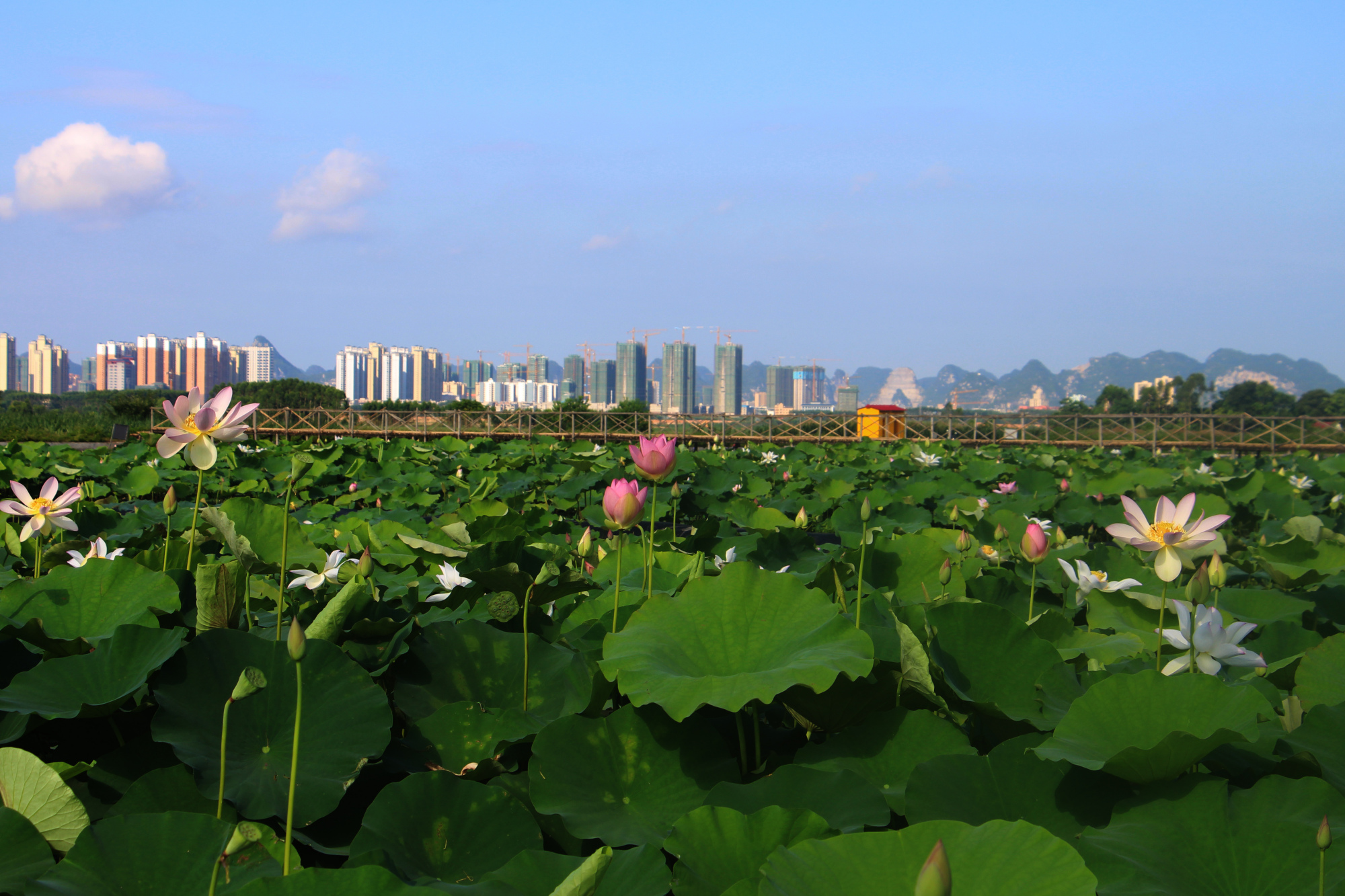 醉美广西乡村游,来宾市武宣县二塘镇石耉村:荷花盛开喜迎客