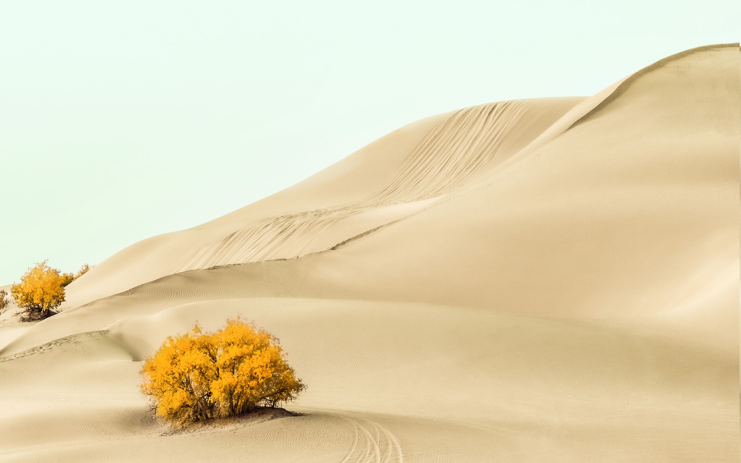 荒芜沙漠里的胡杨树