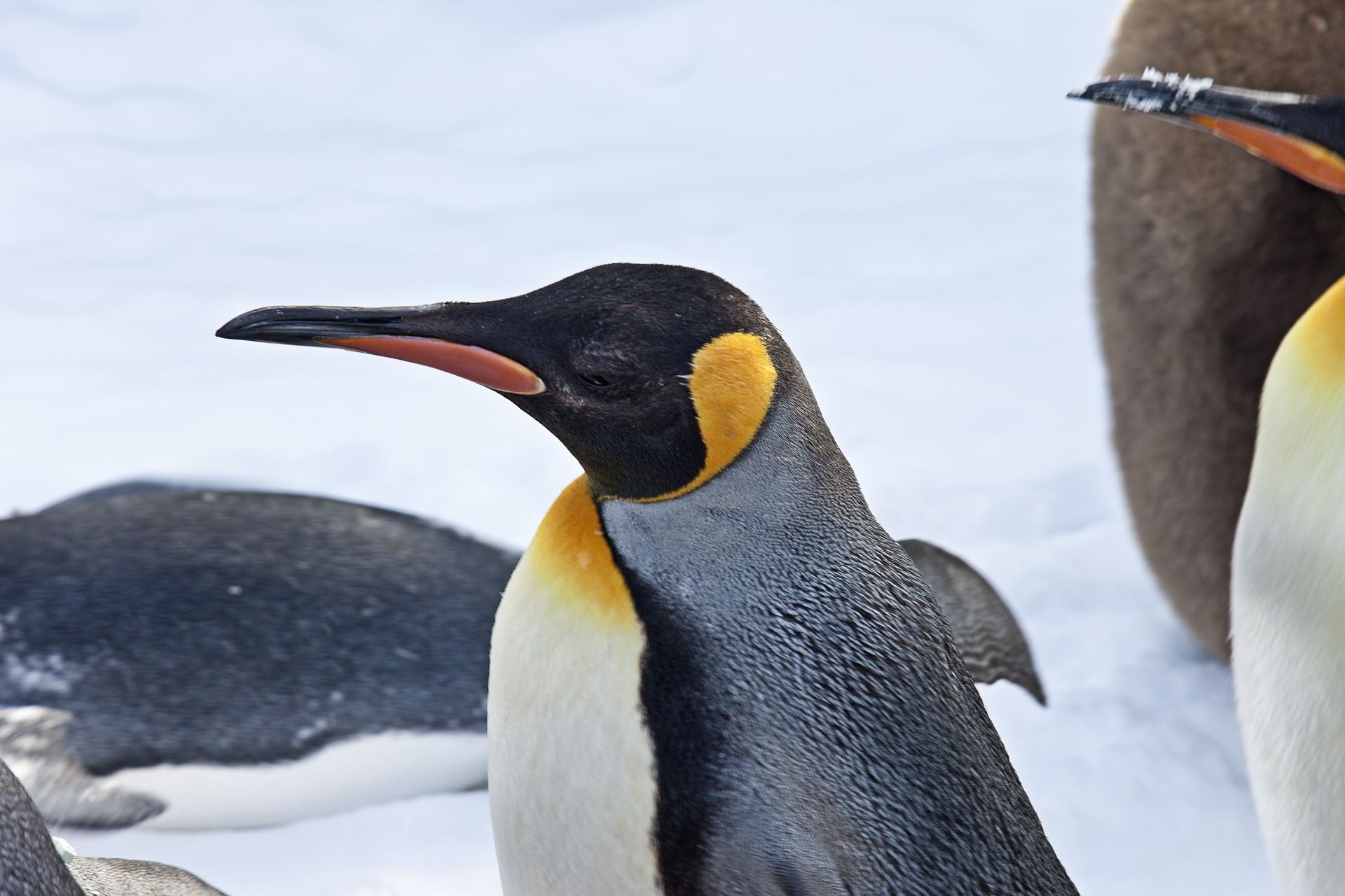 图集:分享一组可爱的企鹅壁纸,赶快收藏吧!