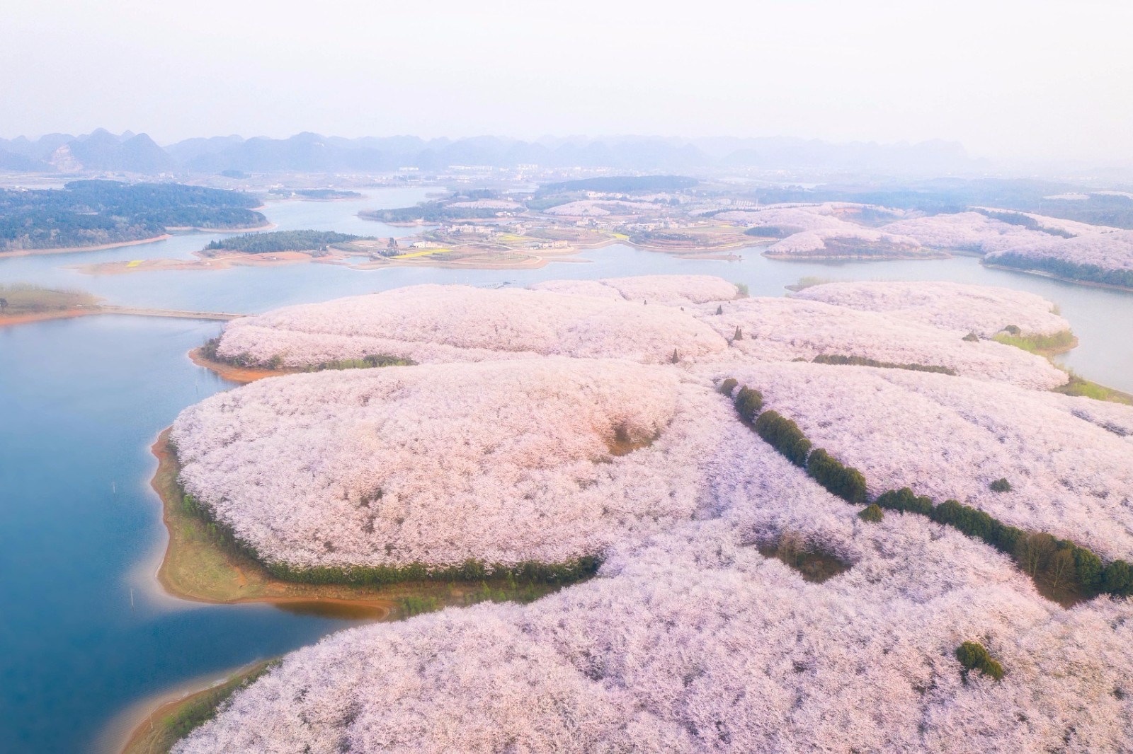 安顺樱花旅游景点图片