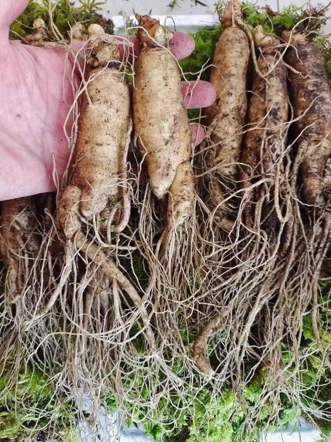 人参的功效与作用