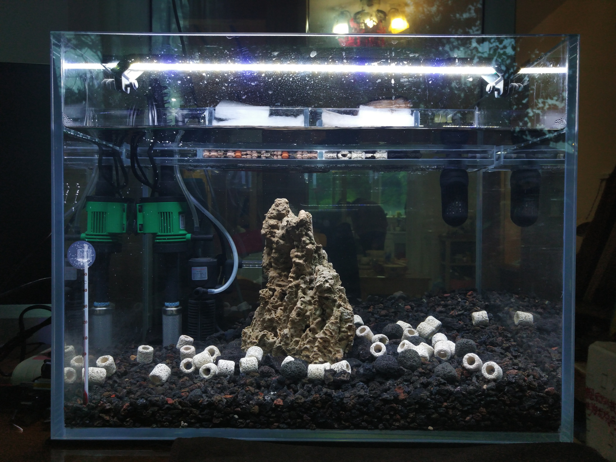火山石铺底,50厘米鱼缸的成景,这样的造景是不是有些另类?