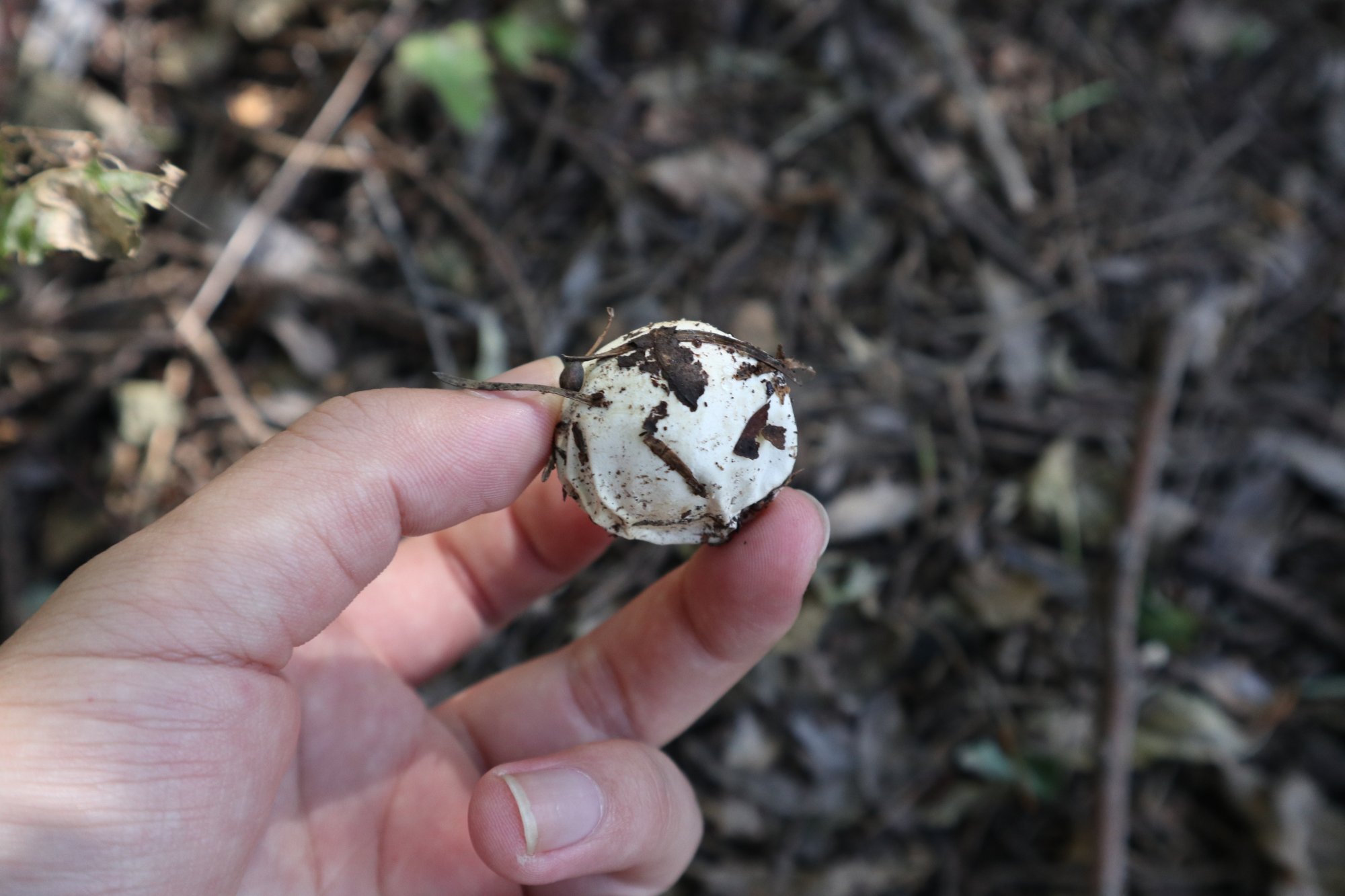 鬼笔蛋,蛋形的蘑菇