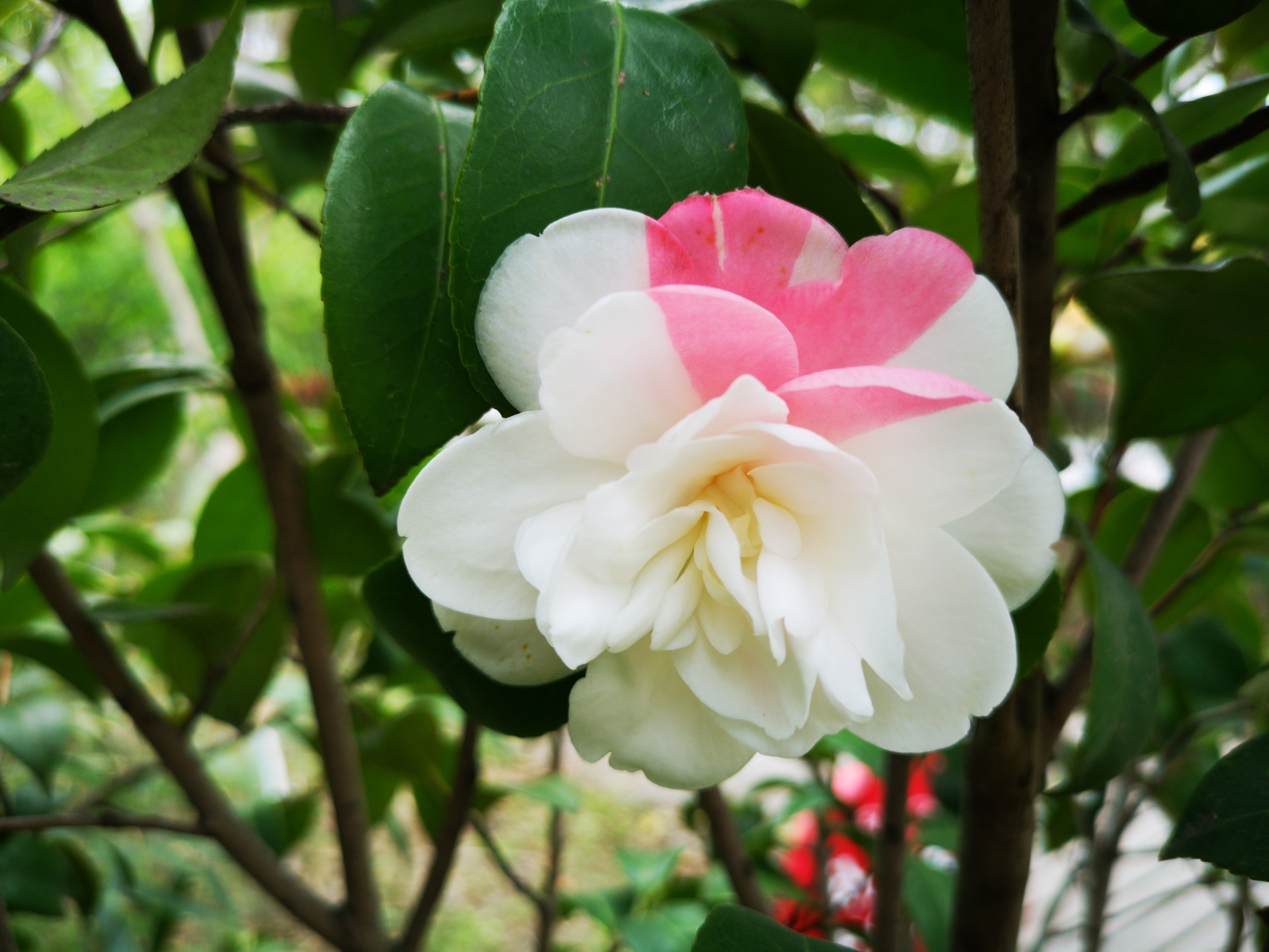 山茶花,花期正好
