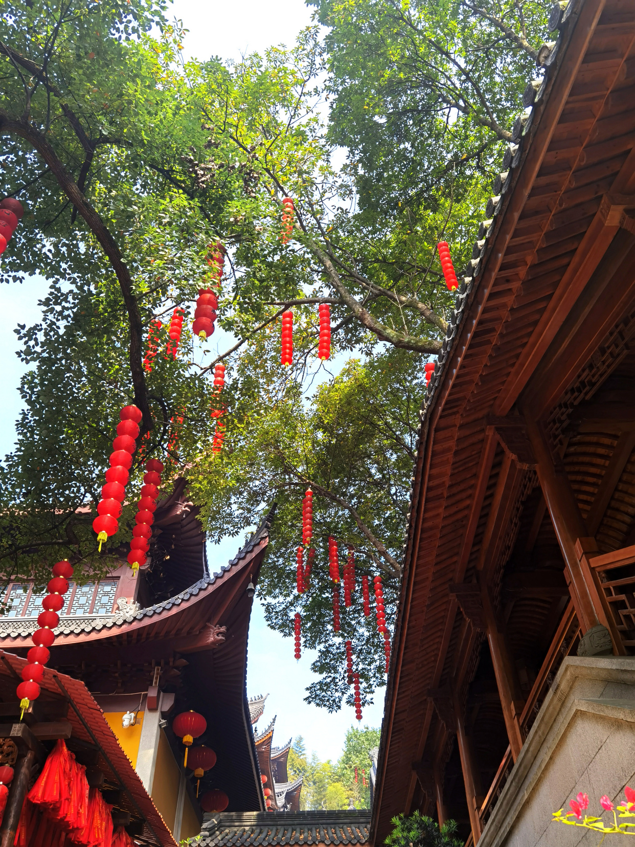 每日一景|杭州最网红的寺庙——法喜寺
